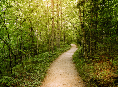 Lush trail